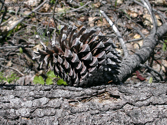 Pinus attenuata Lemmon的圖片