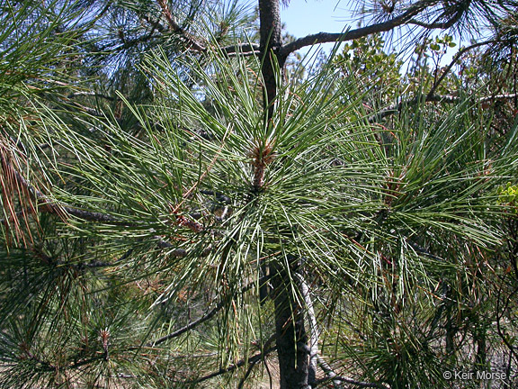 Image of Jeffrey Pine