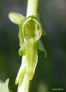 Image of Canyon Bog Orchid