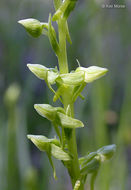 Image of Canyon Bog Orchid