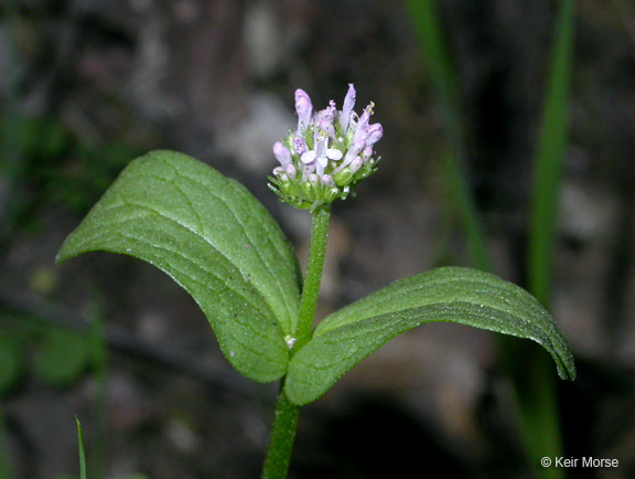 Image of <i>Plectritis ciliosa</i>