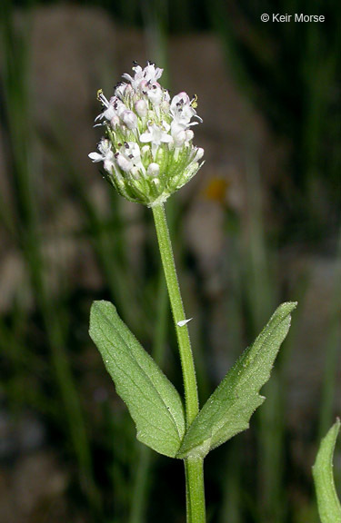 Image of <i>Plectritis macrocera</i>