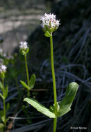 Image of <i>Plectritis macrocera</i>