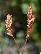 Image of fruitleaf knotweed