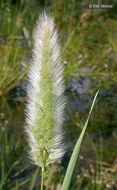 Image of Annual Beard-grass