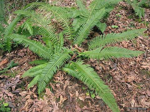 Image of western swordfern