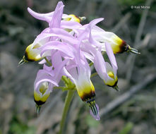 Image of Dodecatheon clevelandii var. gracile (Greene) Reveal