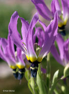 Image of <i>Primula clevelandii</i> var. <i>patula</i>