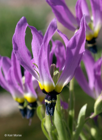 Image of <i>Primula clevelandii</i> var. <i>patula</i>