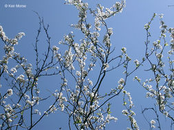 Image of Cherry Plum