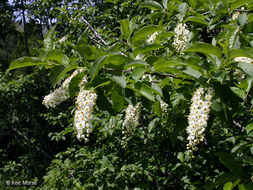 Sivun Prunus virginiana var. demissa (Nutt.) Torr. kuva