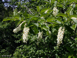 Prunus virginiana var. demissa (Nutt.) Torr. resmi