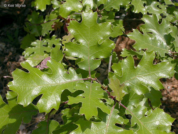 Image of California black oak