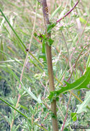 Image of California plumeseed