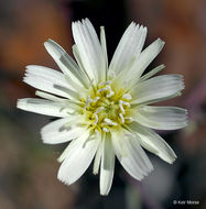 Image of California plumeseed