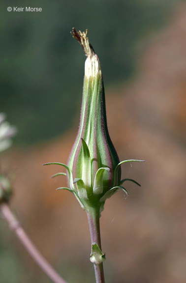 Image of California plumeseed