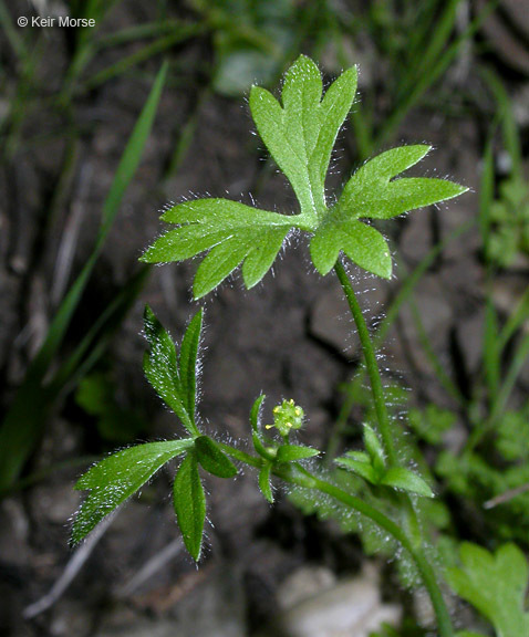 Image of delicate buttercup