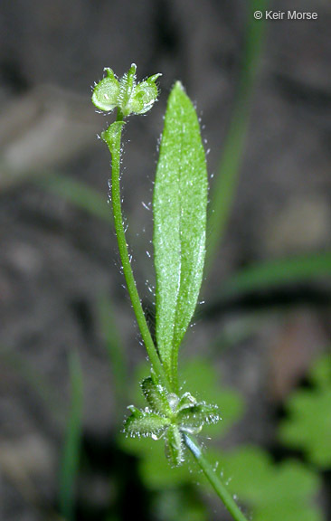 Image of delicate buttercup