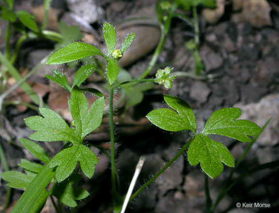 Image of delicate buttercup