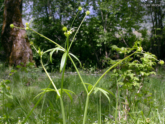 Image of smallflower buttercup