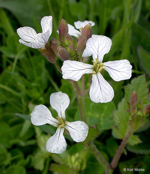 Imagem de Raphanus raphanistrum L.