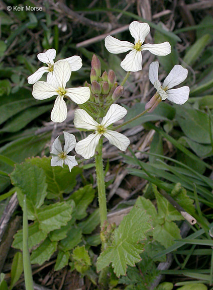 Image of wild radish