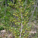 Image of <i>Ribes roezlii</i> var. <i>cruentum</i>