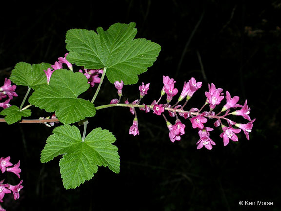 Imagem de Ribes sanguineum Pursh