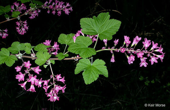 صورة Ribes sanguineum Pursh