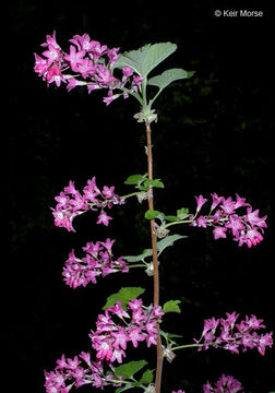 Imagem de Ribes sanguineum Pursh