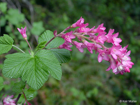 Imagem de Ribes sanguineum Pursh