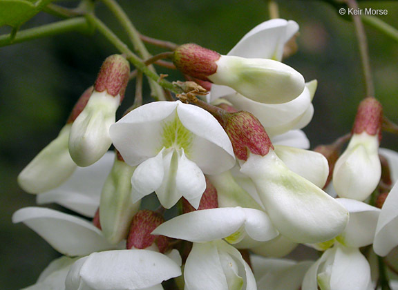 Image of black locust