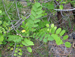 Image of black locust