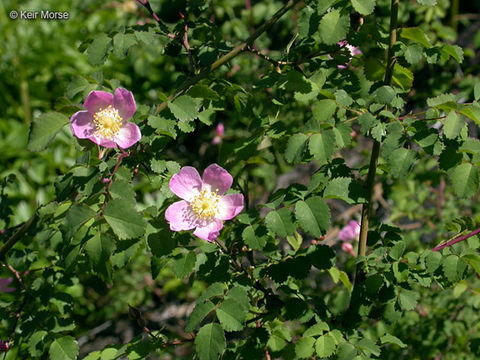 Image of dwarf rose