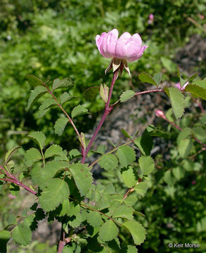 Image of dwarf rose