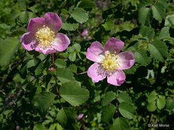Image of dwarf rose