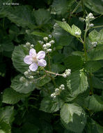 Image of Himalayan blackberry