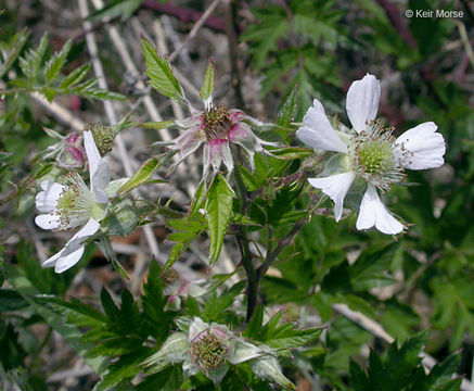 Image of cut-leaved bramble