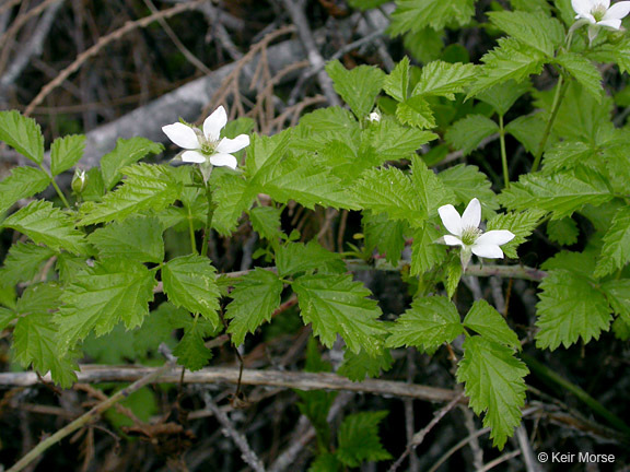 Image de Rubus ursinus Cham. & Schltdl.