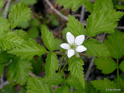 Image de Rubus ursinus Cham. & Schltdl.