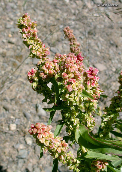 Image of willow dock