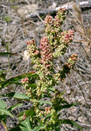 Image of willow dock