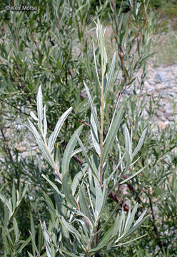 Image of <i>Salix exigua</i> var. <i>hindsiana</i>