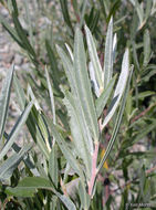 Image of <i>Salix exigua</i> var. <i>hindsiana</i>