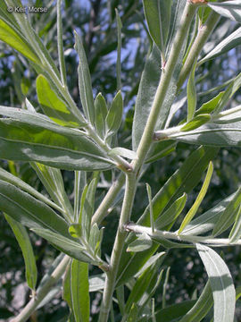 Image of <i>Salix exigua</i> var. <i>hindsiana</i>