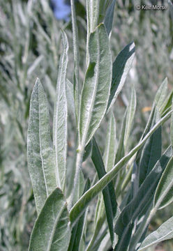 Image of <i>Salix exigua</i> var. <i>hindsiana</i>