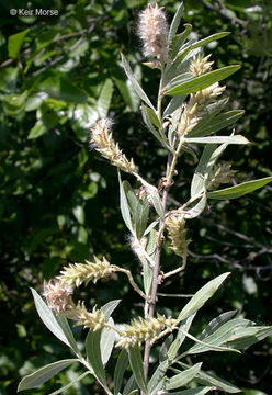 Image of <i>Salix exigua</i> var. <i>hindsiana</i>