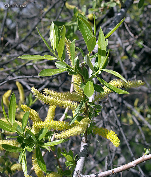 Image de Salix laevigata Bebb