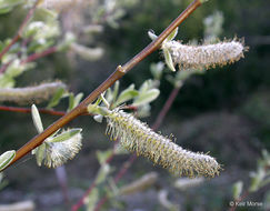 Salix lasiolepis Benth. resmi