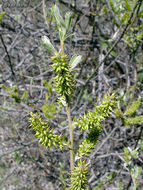 Salix lasiolepis Benth. resmi